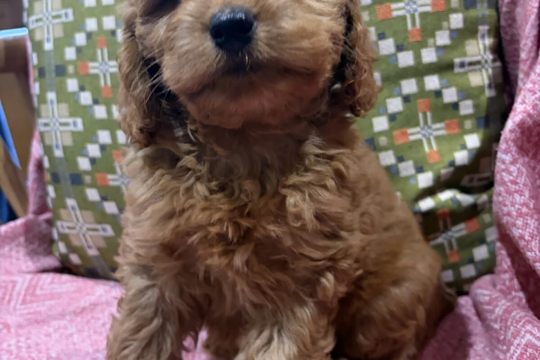 Cockapoo