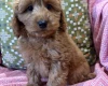 Cockapoo