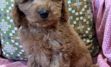 Cockapoo