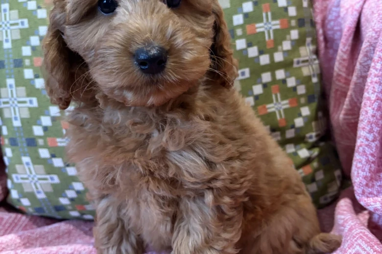 Cockapoo