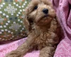 Cockapoo