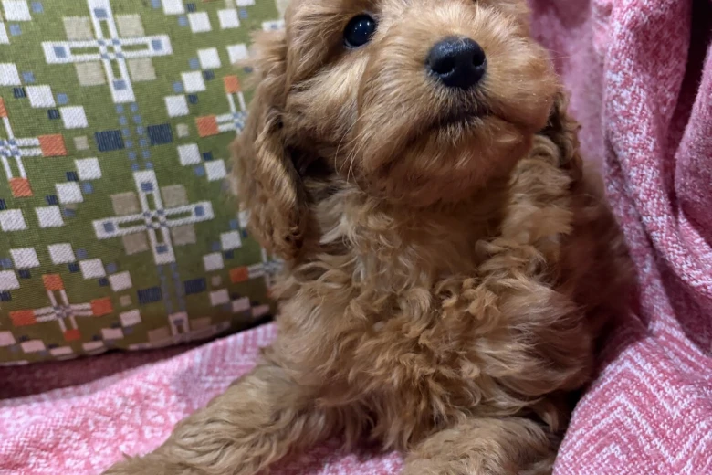 Cockapoo