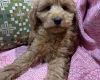 Cockapoo