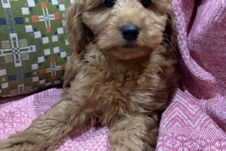 Cockapoo