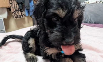 Cockapoo