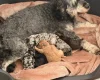 Cockapoo
