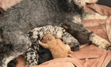 Cockapoo
