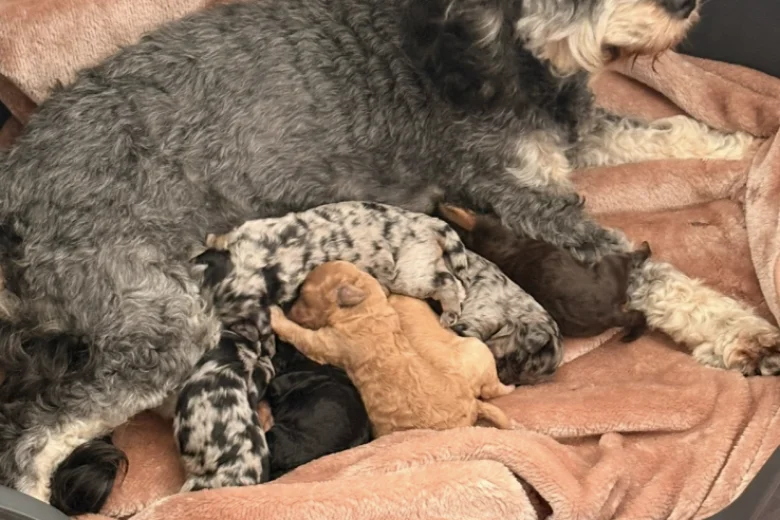 Cockapoo