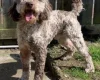 Cockapoo