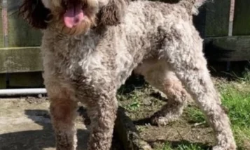 Cockapoo