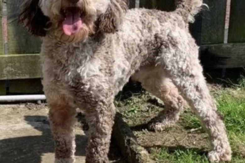 Cockapoo