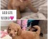 Cockapoo