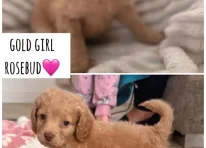 Puppy 6