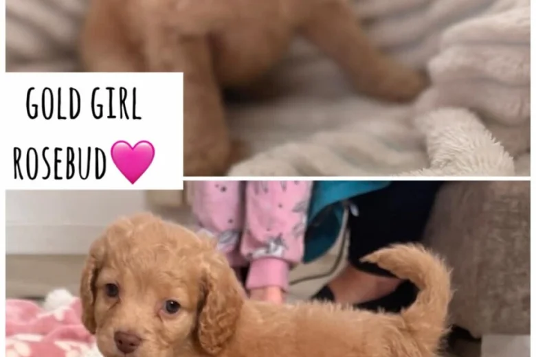 Cockapoo