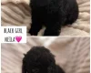 Cockapoo