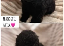 Puppy 7
