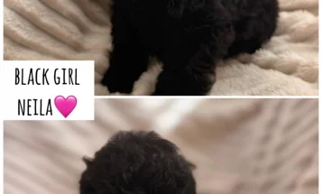 Cockapoo