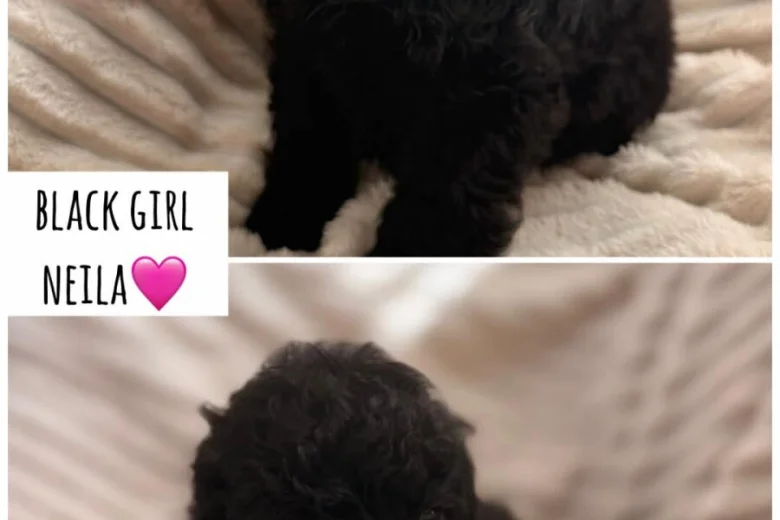 Cockapoo