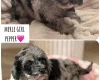 Cockapoo