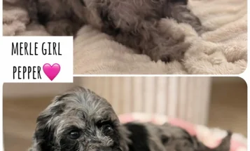 Cockapoo