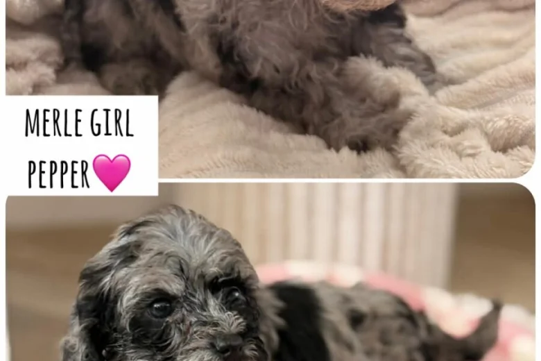 Cockapoo