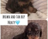 Cockapoo