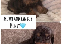 Puppy 4
