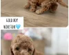 Cockapoo