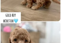 Puppy 5