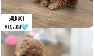 Cockapoo