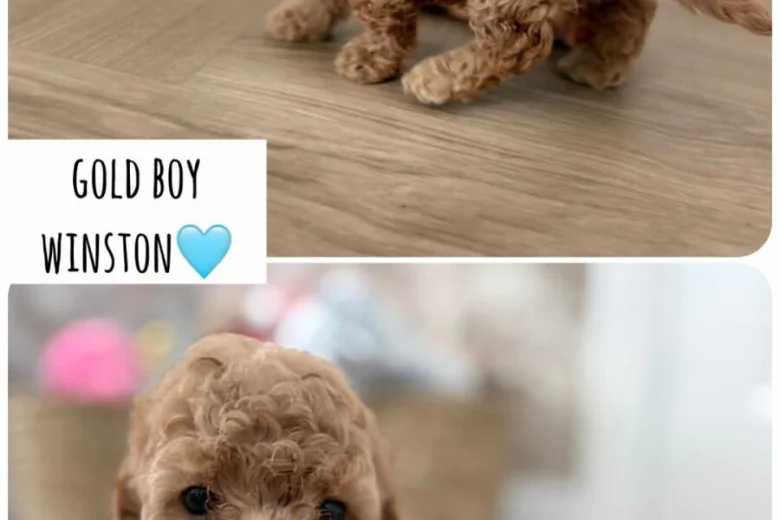 Cockapoo
