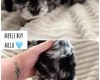 Cockapoo