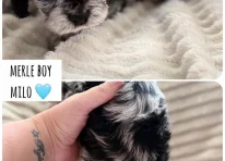 Puppy 2