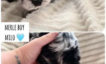 Cockapoo