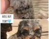 Cockapoo
