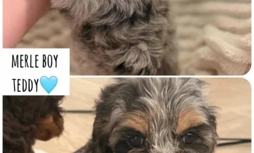 Cockapoo