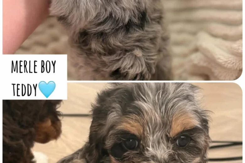 Cockapoo