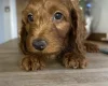 Cockapoo
