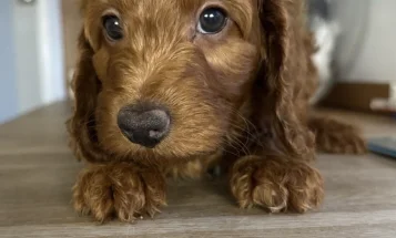 Cockapoo