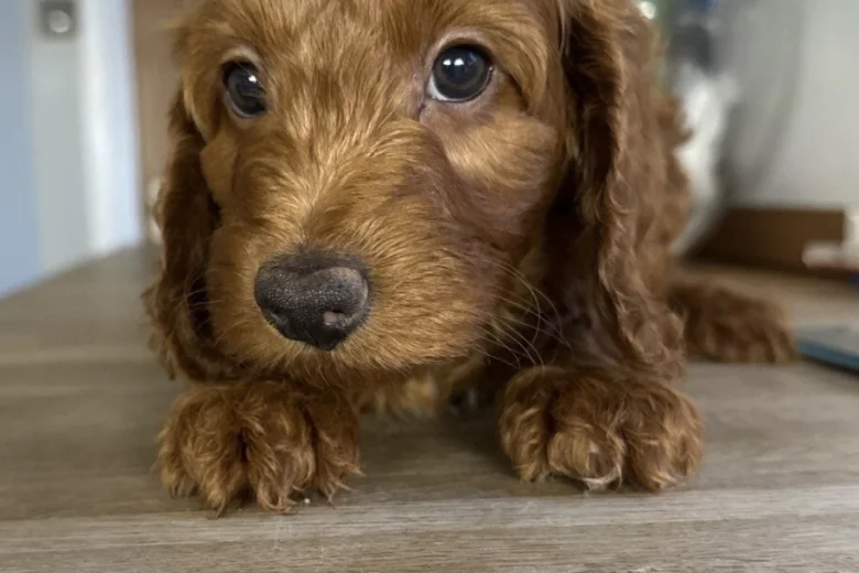 Cockapoo