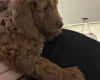 Cockapoo