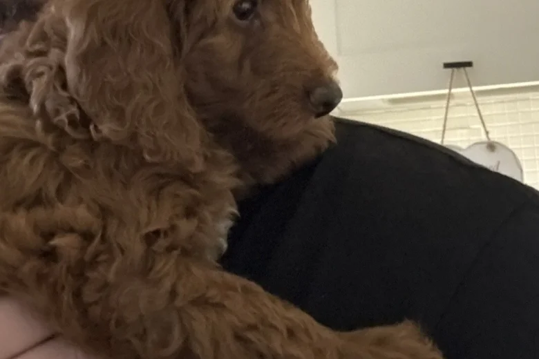 Cockapoo