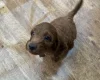 Cockapoo