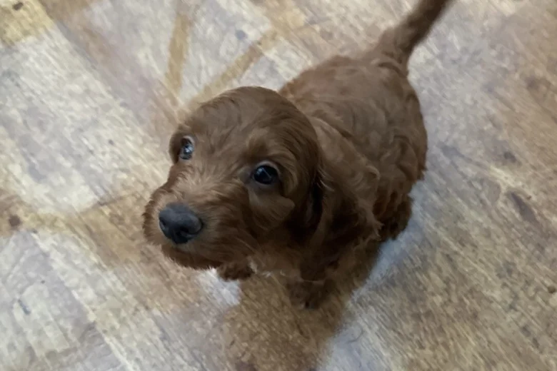 Cockapoo