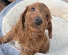 Cockapoo