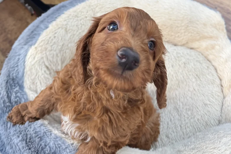 Cockapoo