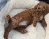 Cockapoo