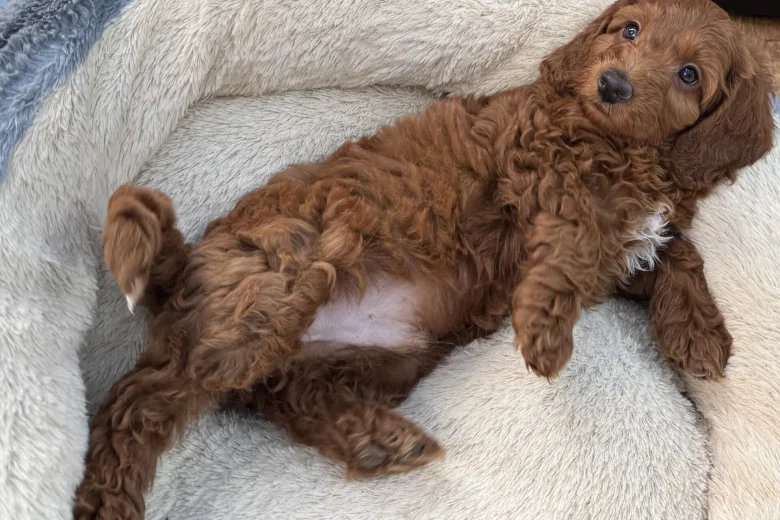 Cockapoo