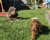 Cockapoo