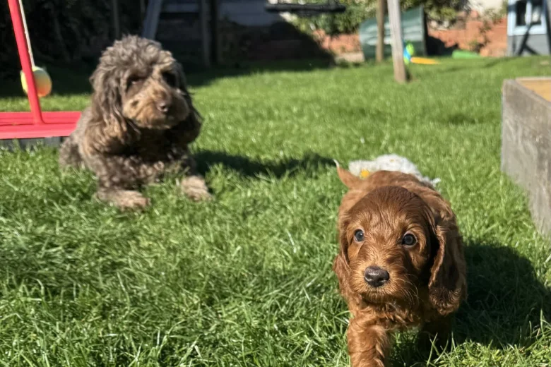 Cockapoo